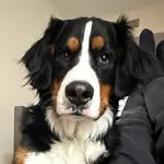 Aspen the Dog
